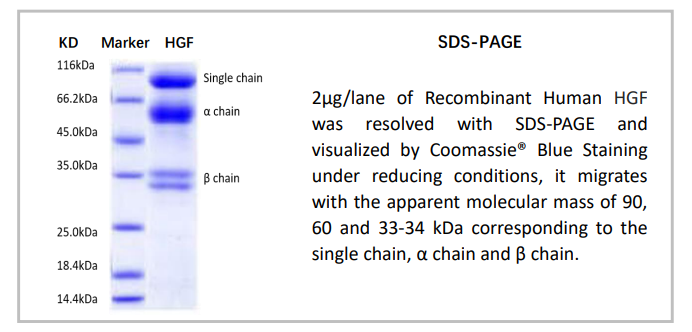 OrganRegen-Recombinant Human HGF（871-HGF）